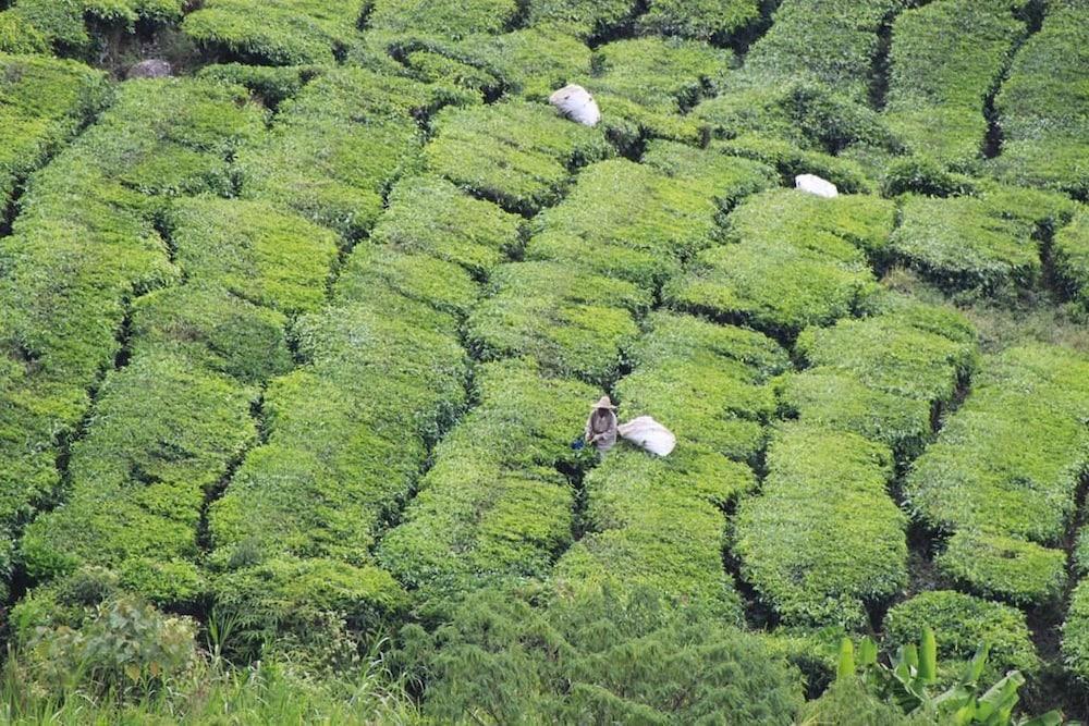 Hotel Double Stars Cameron Highlands Exteriér fotografie